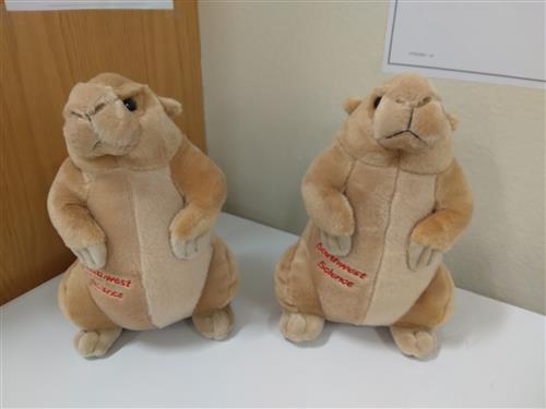 Prairie Dogs