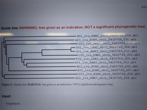 Phylogenetic Tree