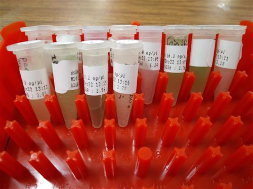 Micro tubes