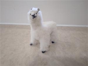 llama