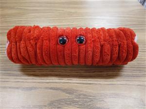Muscle Cell