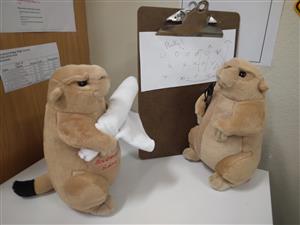 Prairie dog