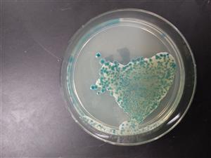 Blue bacteria