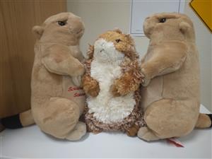 Moab the prairie dog